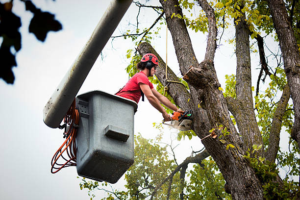 Best Seasonal Cleanup  in Benicia, CA